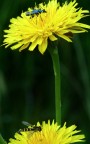 sui fiori gialli