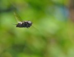 in volo in volo