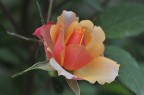 rosa del mio giardino rosa del mio giardino