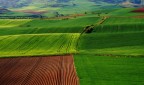 CAMPI DI GRANO CON ARATURA CAMPI DI GRANO CON ARATURA