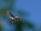 cargo in volo cargo in volo