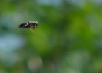 in volo - profilo 2