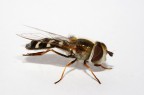Eupeodes luniger Eupeodes luniger
