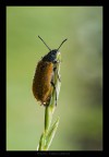 la vita è come una scala in un pollaio la vita è come una scala in un pollaio