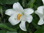 Fiore Fiore