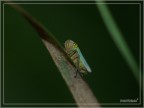 BUG BUG