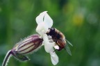 ape su fiore ape su fiore