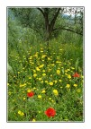 I Colori della Primavera