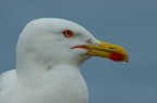 jonathan livingston jonathan livingston