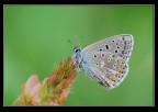 farfalla (n'6) farfalla (n'6)