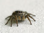 Jumping spider