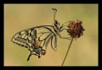 Papilio macaon Papilio macaon