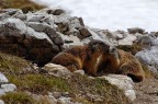 coppia di giovani marmotte