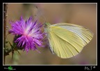 Pieris brassicae Pieris brassicae