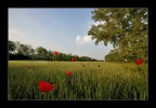 ...non è la rosa non è il tulipano... ...non è la rosa non è il tulipano...