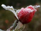 rosa gelata rosa gelata