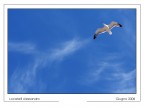Bird Bird