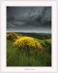 La ginestra La ginestra