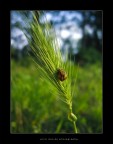 Sempre la solita canon powershot A520
� il passaggio dallo stato larvale a quello maturo di una coccinella
