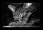 riposo..dolce riposo riposo..dolce riposo