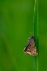 Erynnis tages Erynnis tages