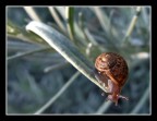 Chiocciola Chiocciola