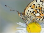 The eye of butterfly The eye of butterfly