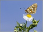 Butterfly Butterfly