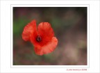 il solitario....