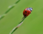 coccinella