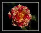 Rosa Variegata Rosa Variegata