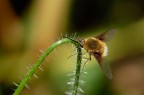 Bombylius minor