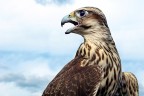 Falco Sacro Falco Sacro