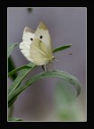 Farfalla Farfalla