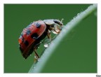 Gocce e coccinelle Gocce e coccinelle