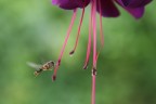 Sirfide in volo Sirfide in volo