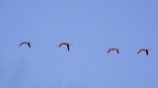 FENICOTTERI IN FORMAZIONE