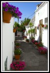 Backstreet flowers Backstreet flowers