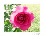 Rose Rose