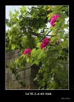 La vi..t..e   en  rose