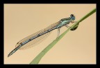 Platycnemis pennipes