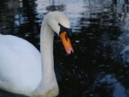 cigno cigno