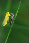 Cicadella Cicadella