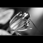 ::: BUON APE TITO :::