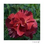 Red Red
