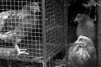 Complotto per la fuga Complotto per la fuga