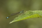 Ischura elegans