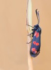 Zygaena lonicerae
