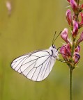 Aporia Crategi Aporia Crategi