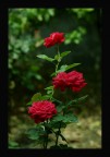 Tre Rose Tre Rose
